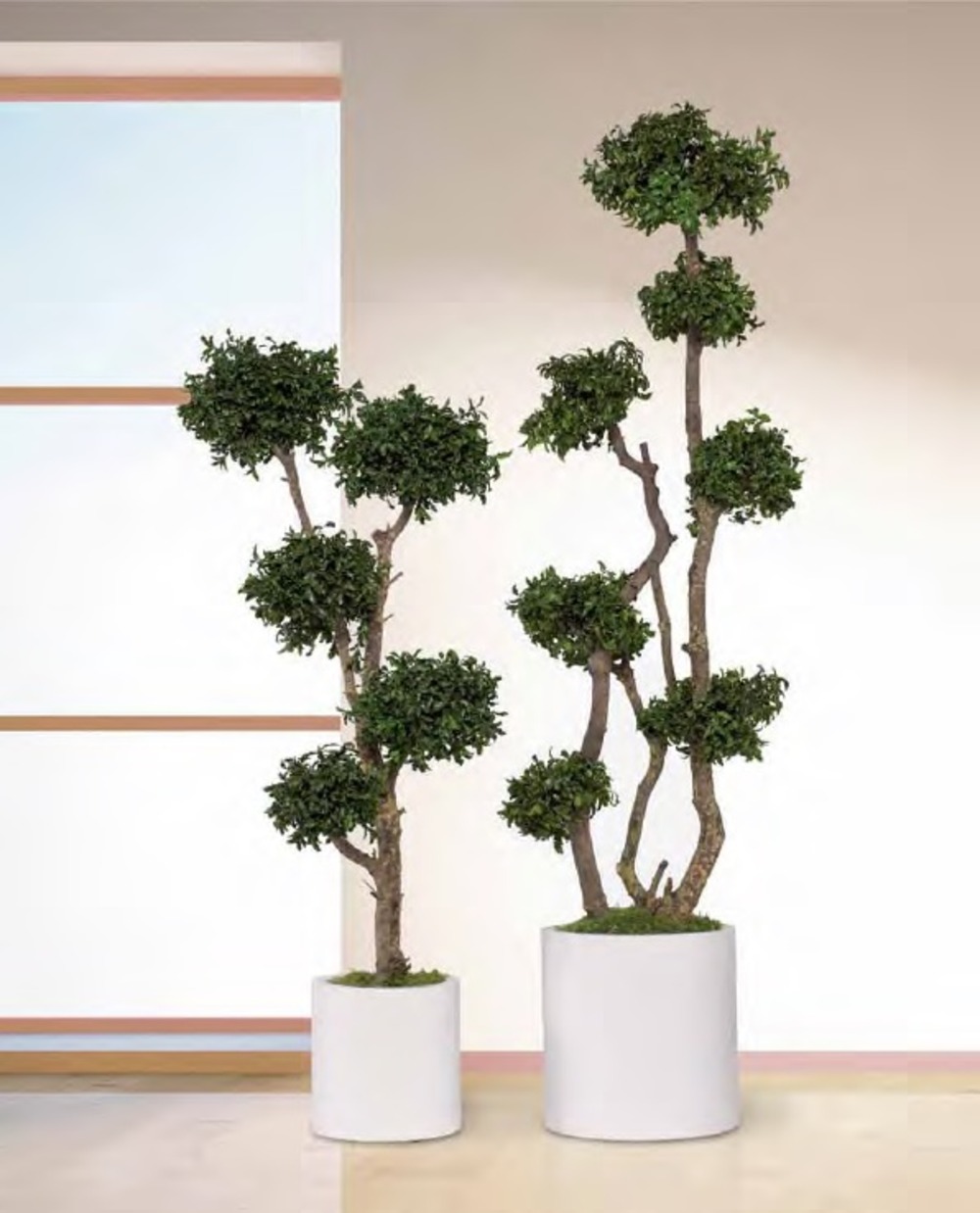 Arbre pitosporum 5 boules naturel stabilisé - arbre stabilisé - plante d'intérieur - 150 cm