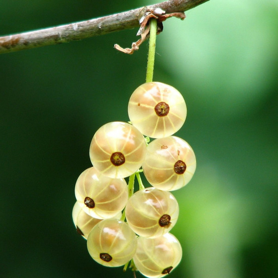 Groseillier à grappes blanka pot de 5l - 40/80 cm