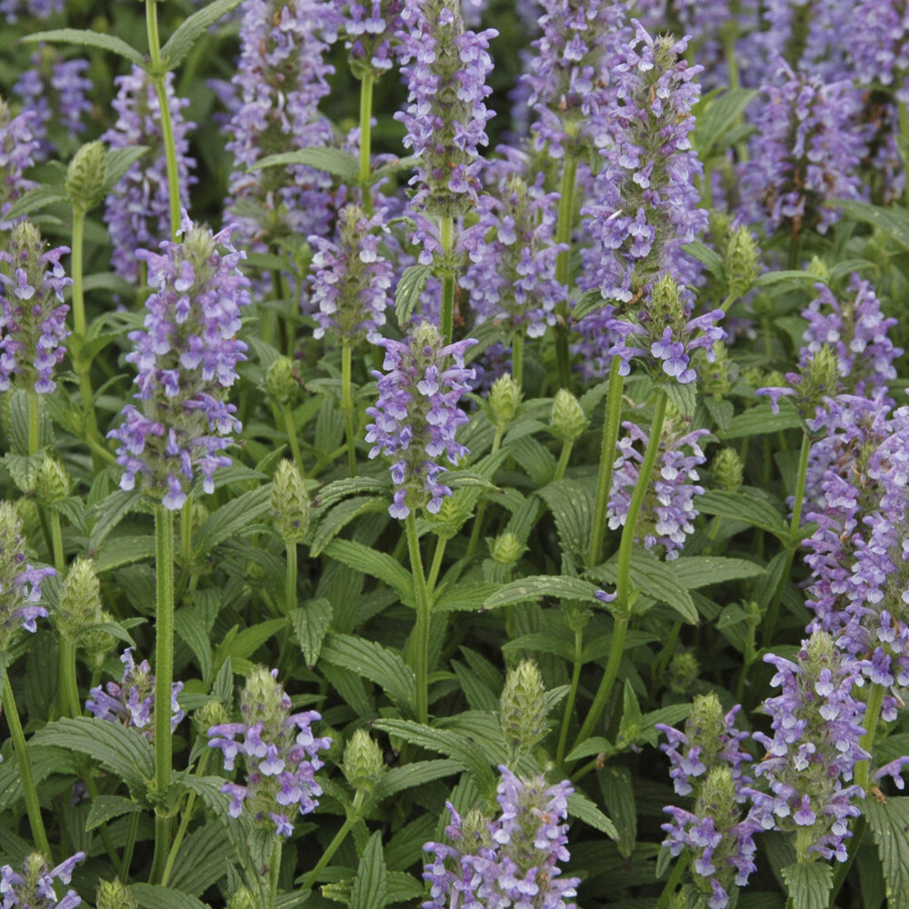 Nepeta nervurée - le pot / ø 9cm, vendu par lot de 2