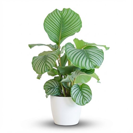 Calathea orbifolia - pot de 21cm - hauteur 60 - 70cm - plantes d'intérieur