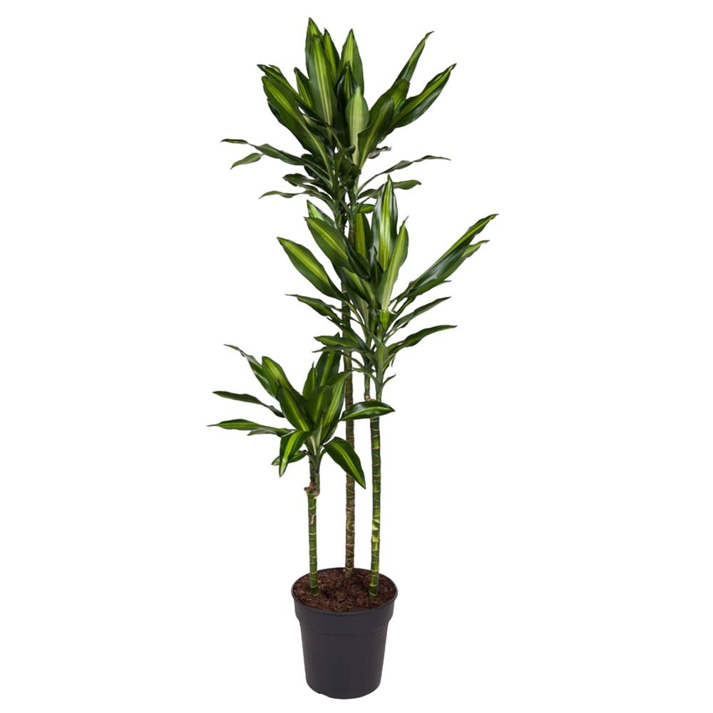 Dracaena cintho - plantes d'intérieur