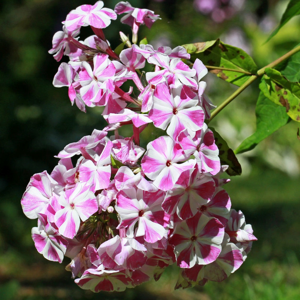 Phlox paniculata bambini candy crush - le pot / ø 11cm