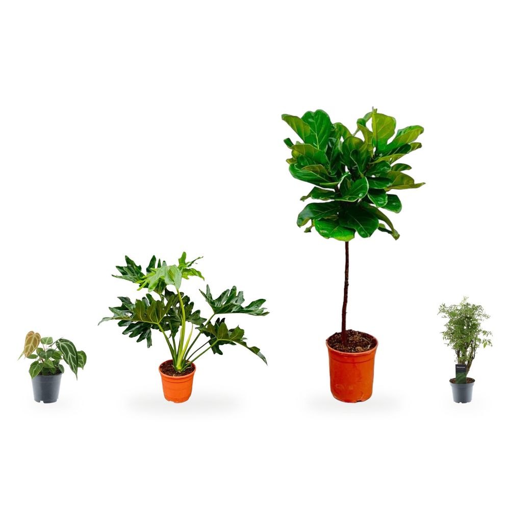 Ficus lyrata & son cortège — lot de 4 plantes