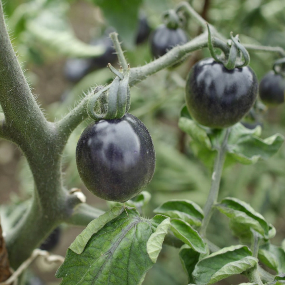 Graines de tomate black cherry - vilmorin sachet