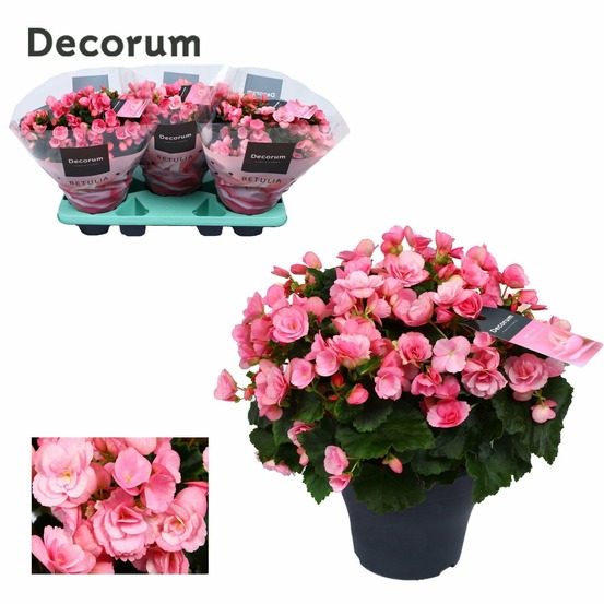 Begonia betulia ''candy'' rose decorum - h35 cm - ø19 cm