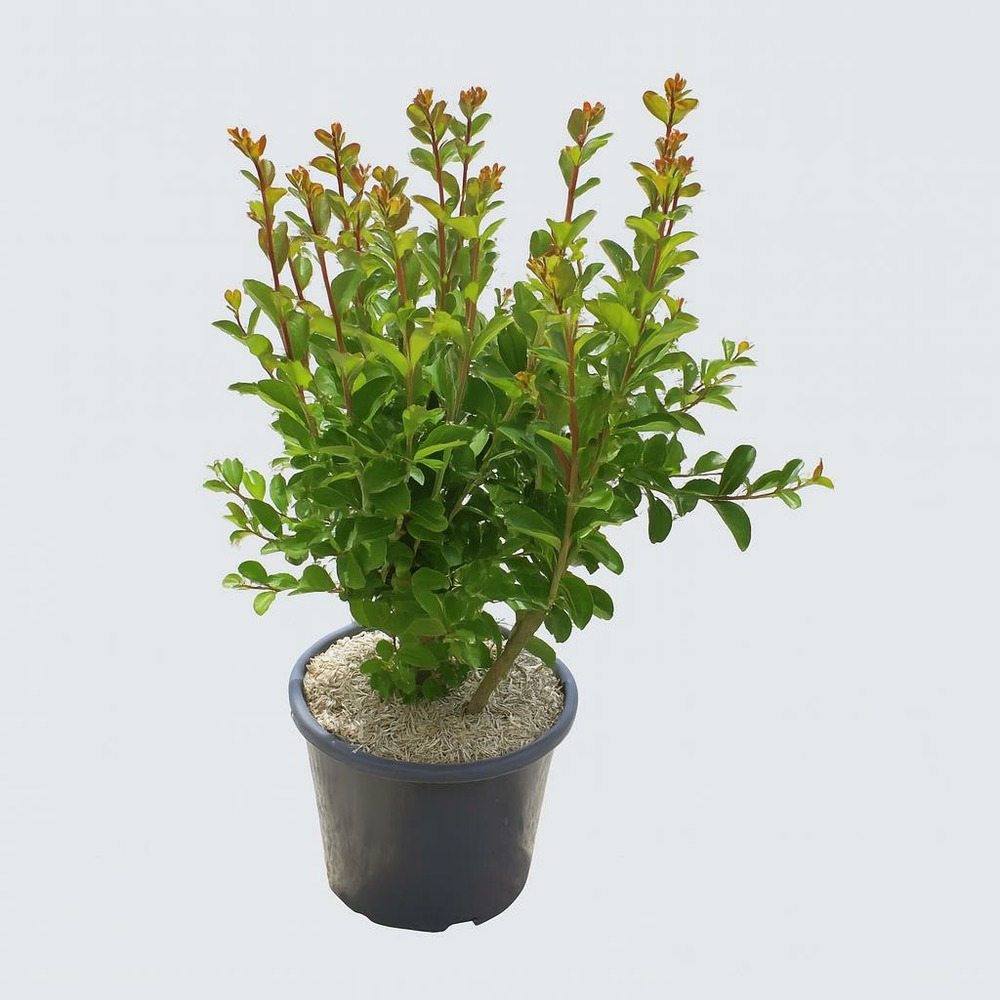 Lagerstroemia black diamond lavender lace - pot 7,5 l