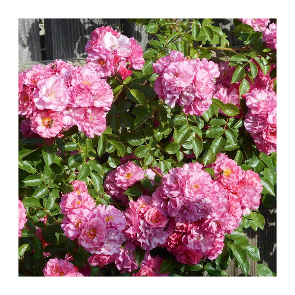 Rosier grimpant rose bouquet pompon® evematap