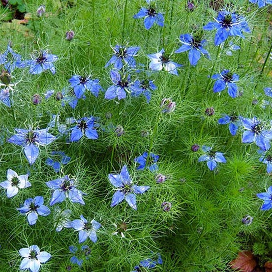 Nigelle 'miss jekyll blue' le sachet de 600 graines environ (2g)