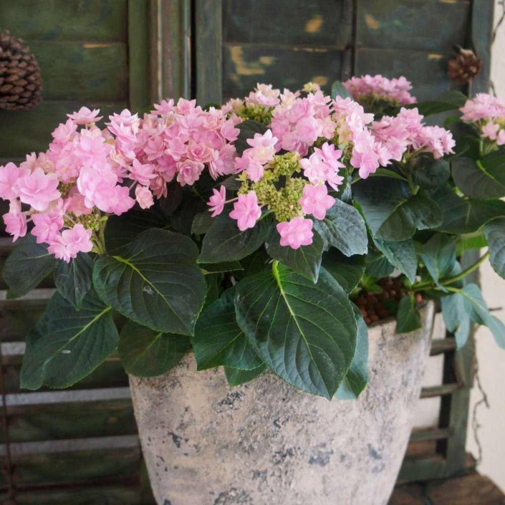 Hortensia you&me® romance 'rie 09', hydrangea macrophylla pot de 1,5l - 20/40 cm
