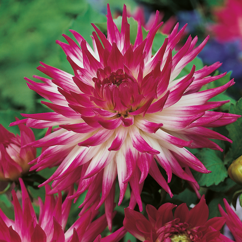 Dahlia cactus explosion - 1 bulbe