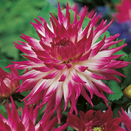 Dahlia cactus explosion - 1 bulbe