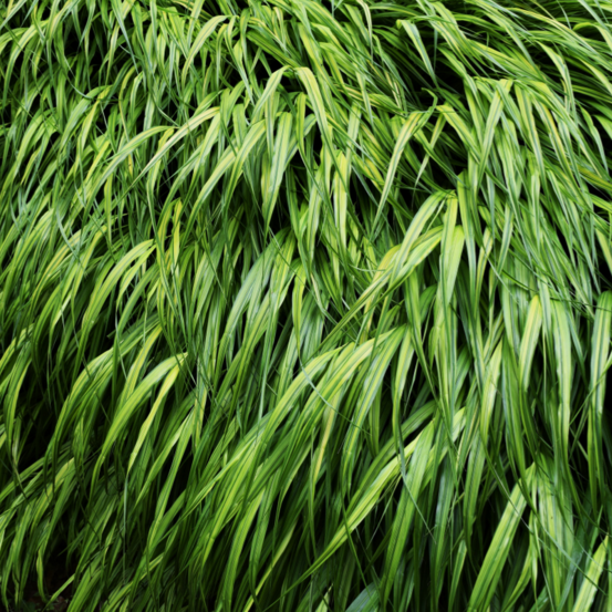 Herbe du japon - hakonechloa macra 20/30 cm pot 3l