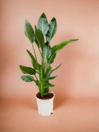 Plante d'intérieur - strelitzia reginae 100cm