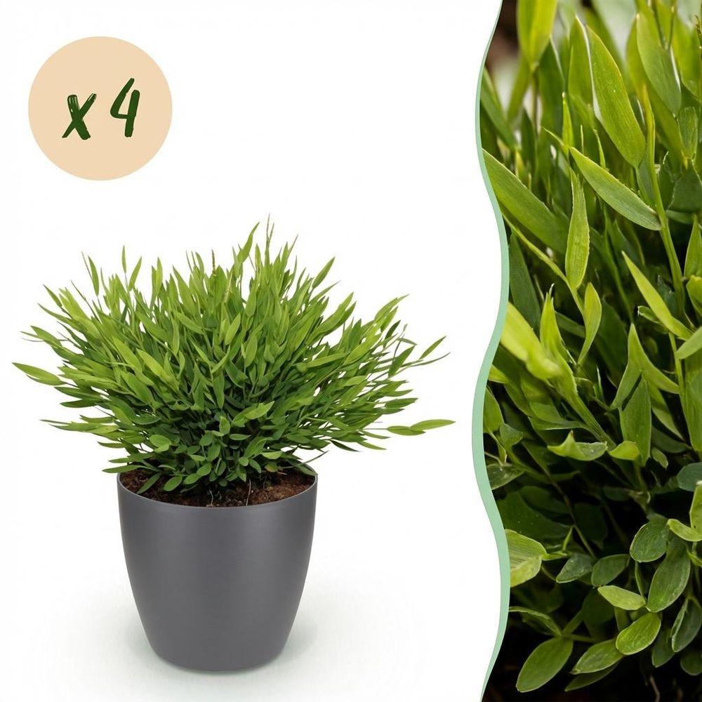Bamusa pogonatherum monica - pet-friendly - bambou miniature - pot de 12cm - hauteur 20cm - plantes d'intérieur