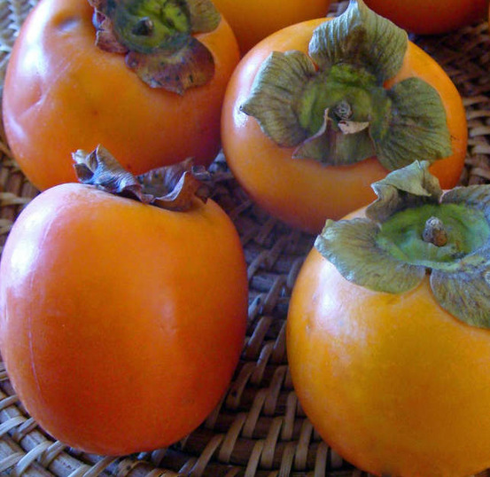 Diospyros kaki var.persimon (plaqueminier trés productif gros fruit rouge non astringent)- pot de 9 litres -140/160 cm