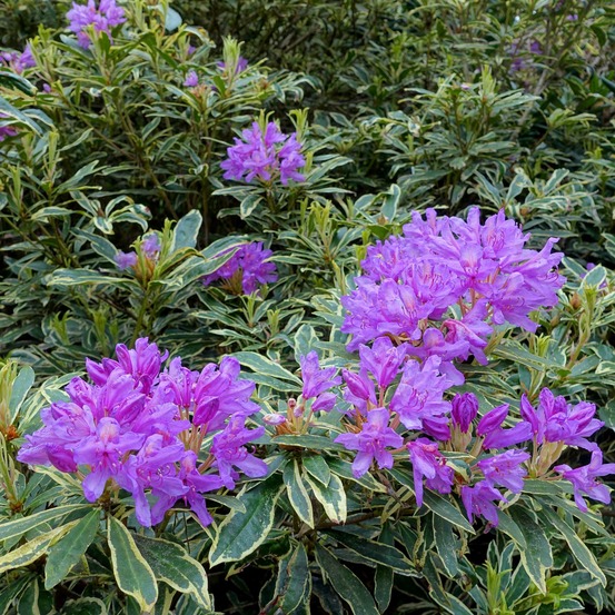 Rhododendron ponticum 'variegatum' pot de 4l/5l