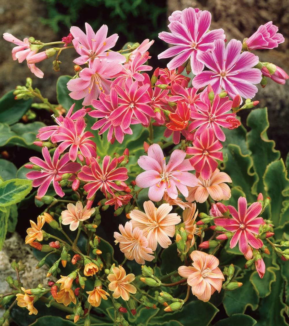 Lewisia cotyledon plante vivace - 3 godets