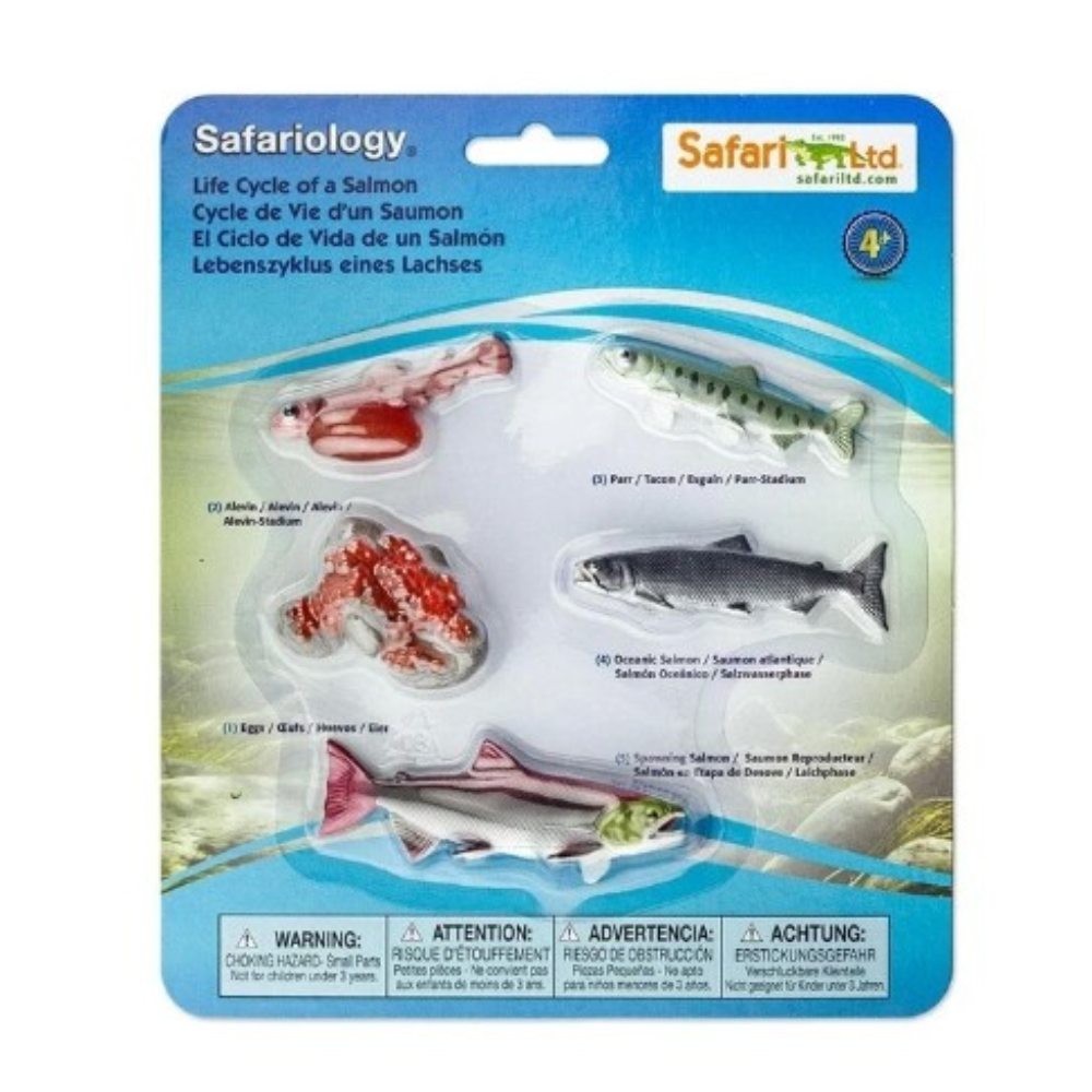 Figurines cycle de vie - vie d'un saumon