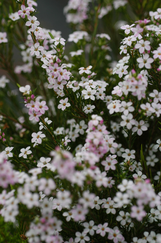 Diosma 'pink fountain' - en pot de 3 litres