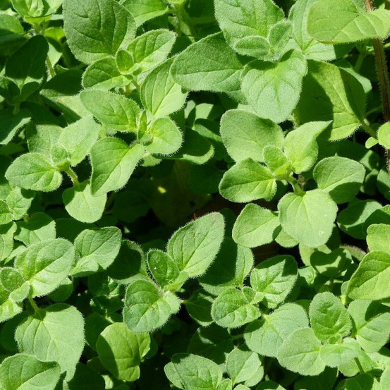 Graines de origan marjolaine vivace - vilmorin sachet