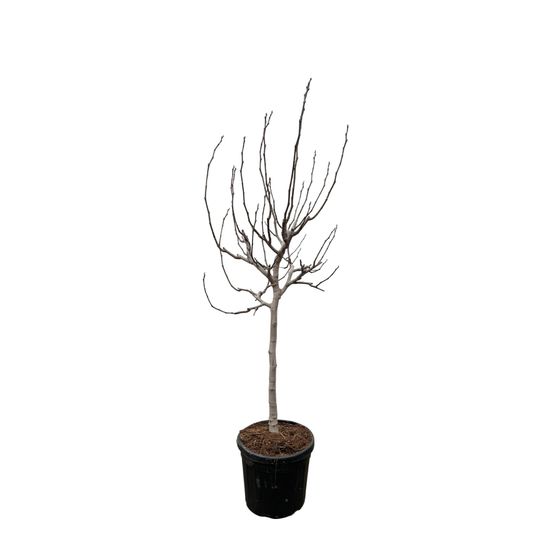 Ficus carica sur tige - h225-240 cm - ø40-48 cm