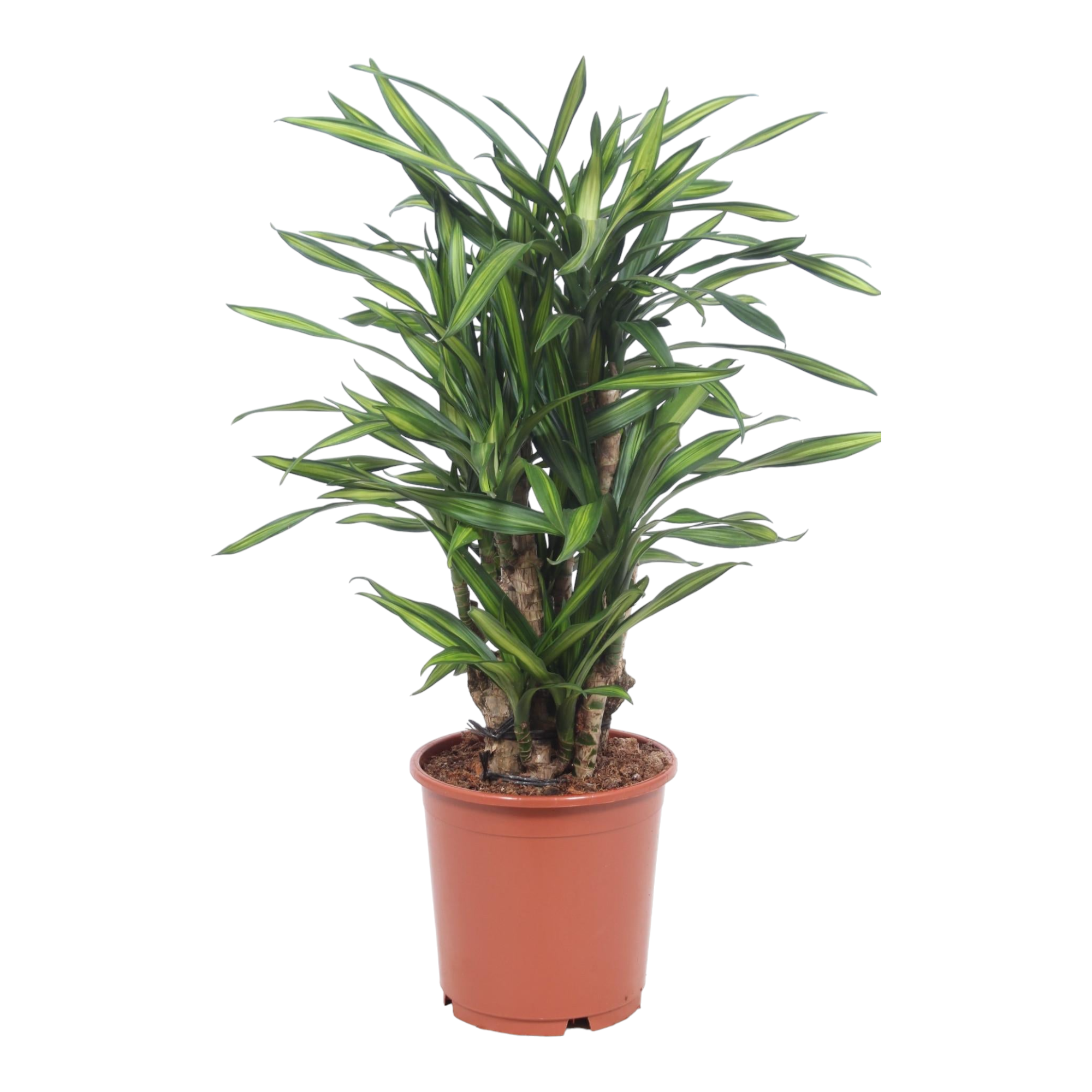 Plante d'intérieur - dracaena 'riki' 90cm