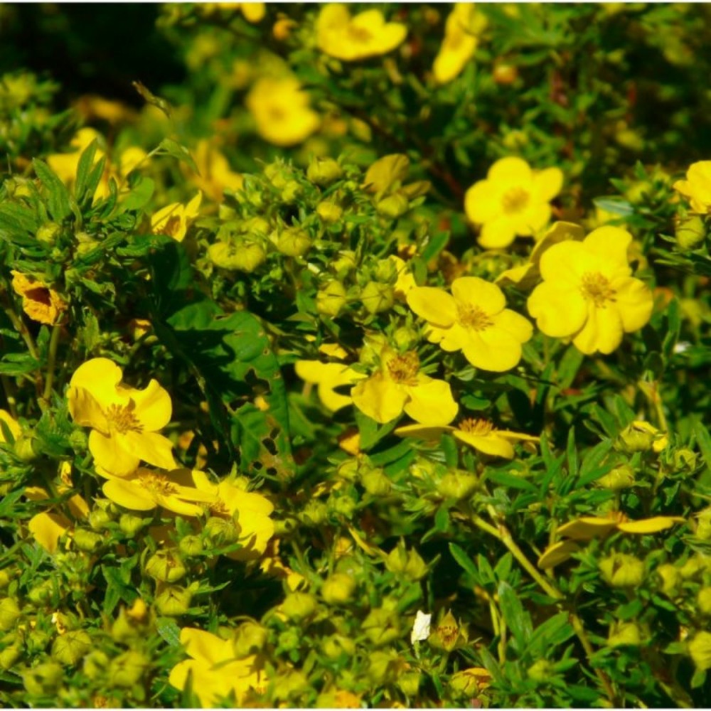 Potentille arbustive (potentilla fruticosa)
