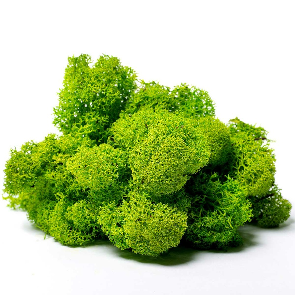 Lir/4040 lichen stabilisée vert pomme box 4 kg