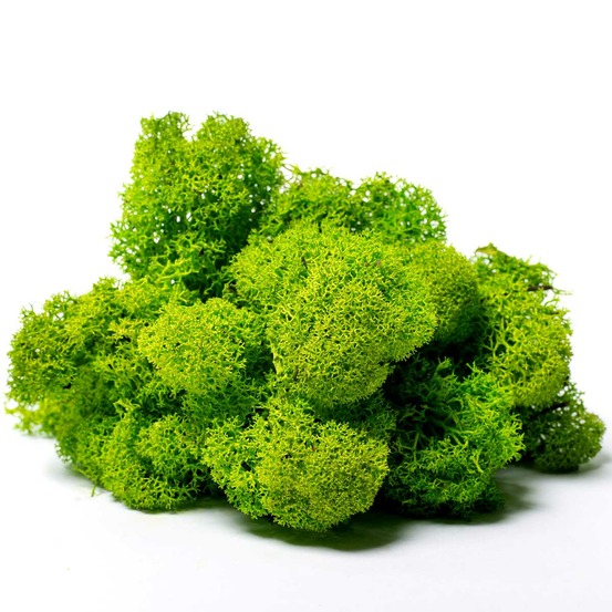 Lir/4040 lichen stabilisée vert pomme box 4 kg