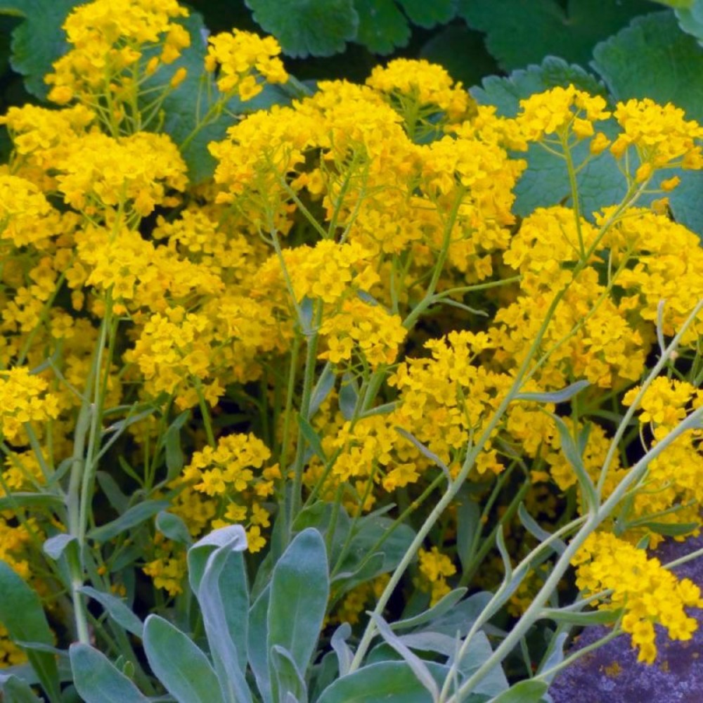 2 Corbeilles d'Or (Aurinia Saxatilis) - Ve…