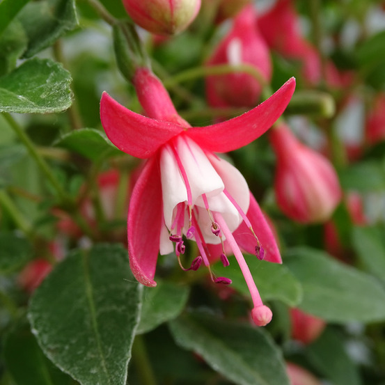 Fuchsia 'lady thumb' godet de 8/9 cm