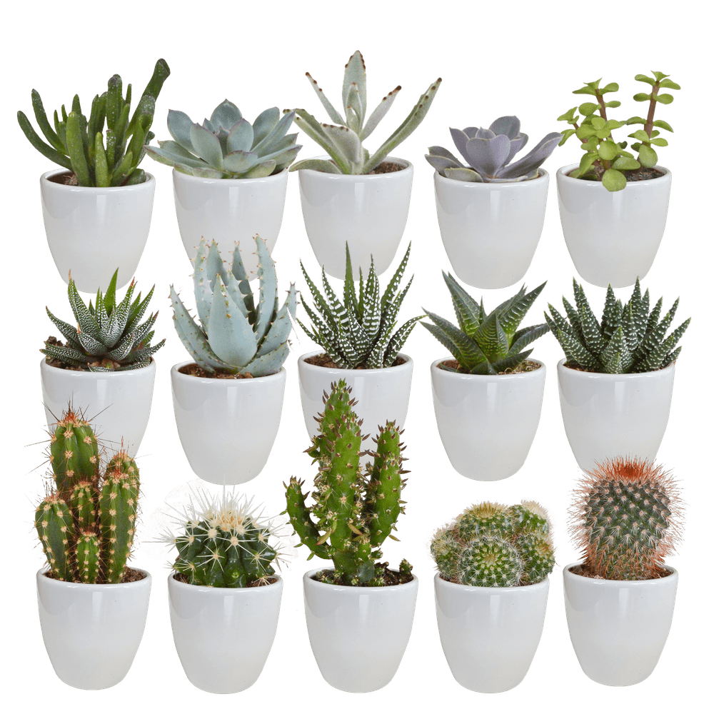 Mélange de cactus et succulentes 5,5 cm - 15 pieces - pot blanc - ↕13cm - plantes d'intérieur