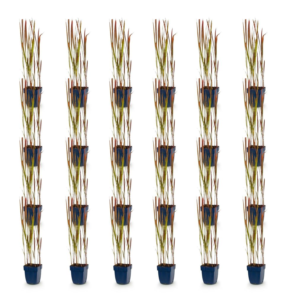 Imperata 'red baron' - lot de 24 - pot 11 cm - hauteur 25 cm - plante d'extérieur