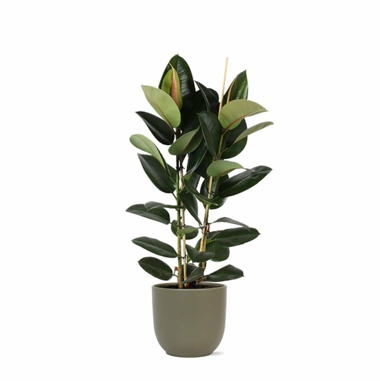 Ficus elastica robusta et son pot olive - hauteur 110cm