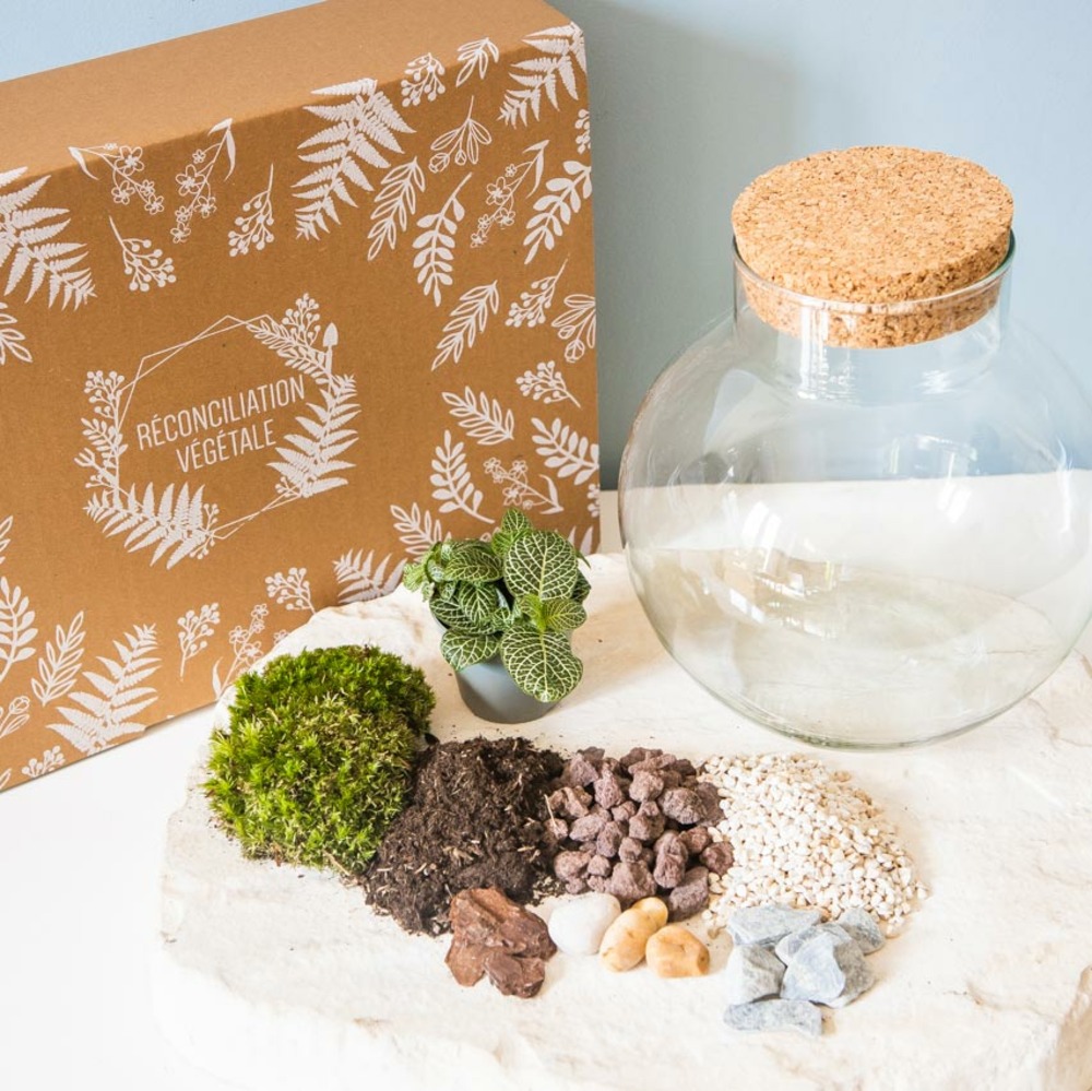 Kit terrarium à faire soi-même 1 plante fittonia vert