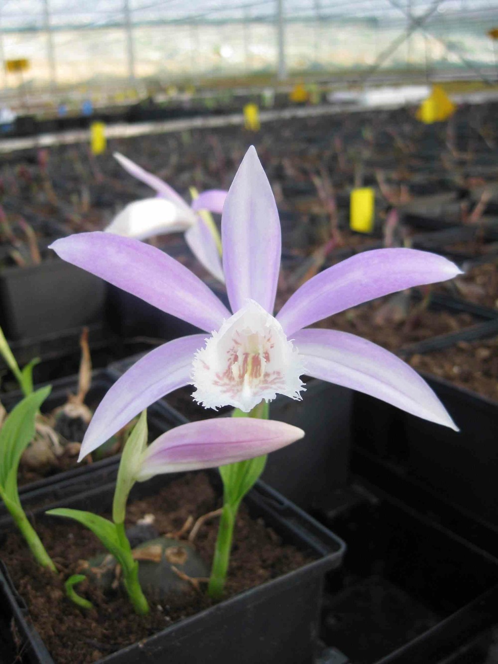 Pléione formosa pot de 1 litre - 0/40 cm - couleur floraison:blanc et rose