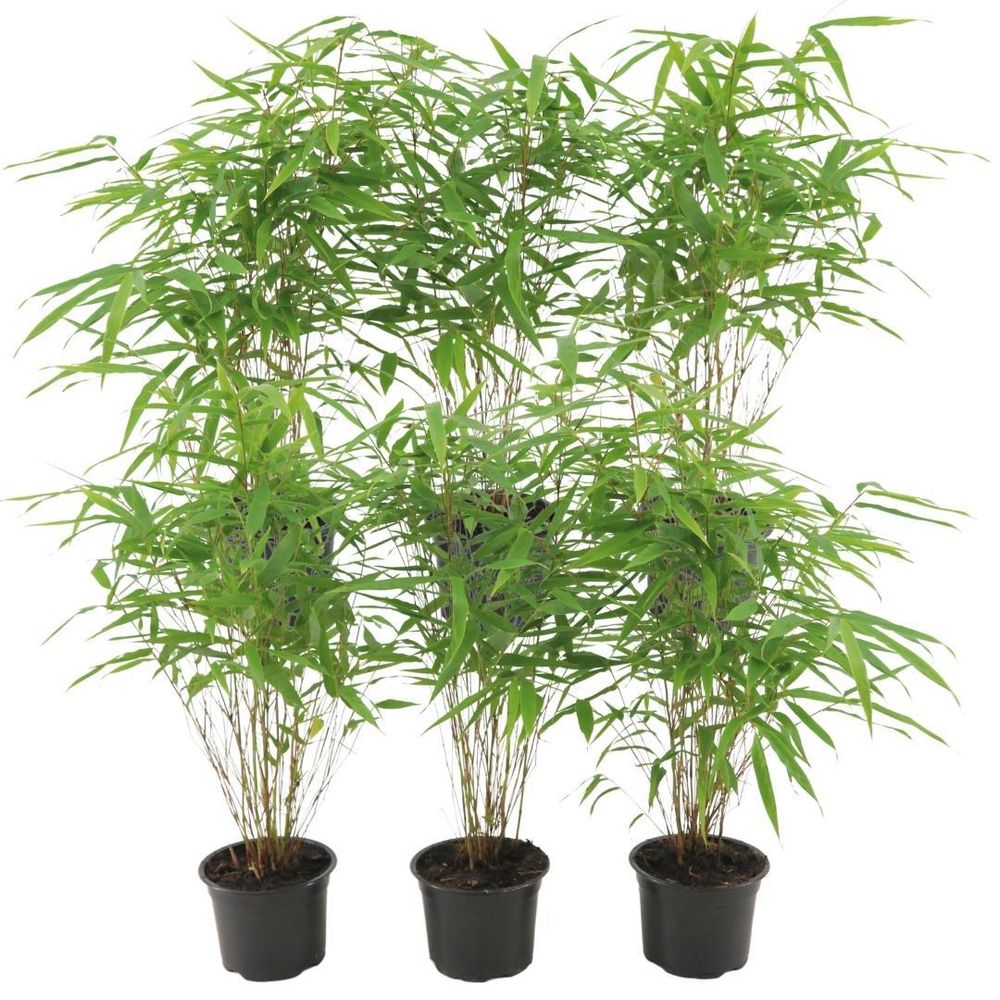 Bambou - fargesia rufa - lot de 6 - ↕25cm - plante d’extérieur
