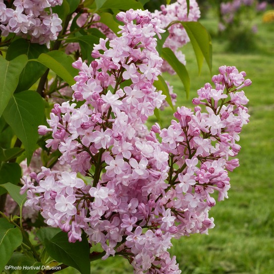 Lilas commun 'zhemchuzhina' pot de 4l/5l, buisson, 3/4 branches