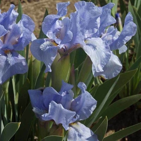 6 x iris nain 'blue denim' - iris pumila 'blue denim' - godet 9cm x 9cm