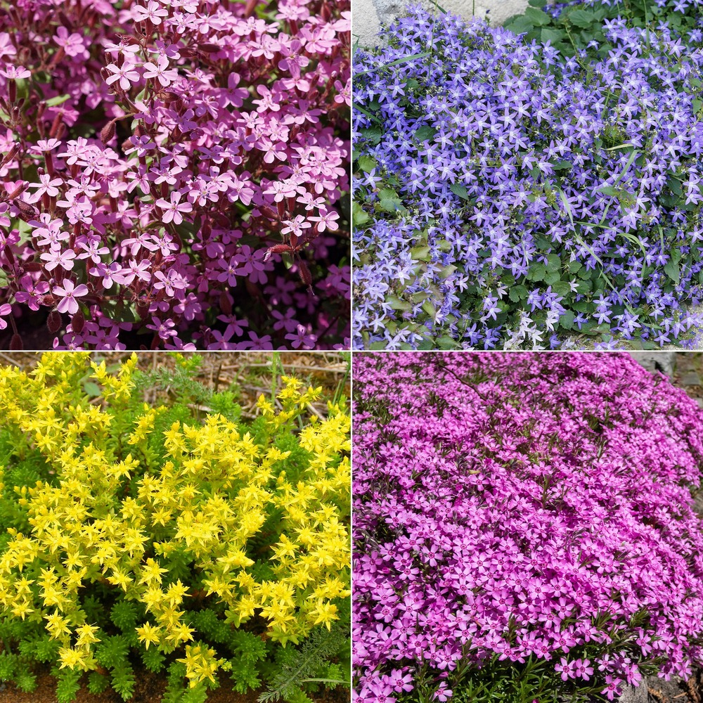 Collection de 15 plantes vivaces rampantes - 2 m² - 15 pièces en racines nues et pots