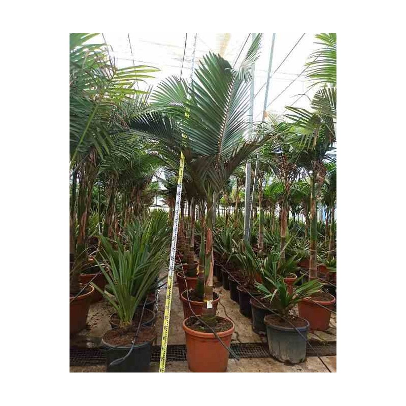 Archontophoenix alexandrae (palmier royal)   rose - taille pot de 80l groupe - 200/250cm