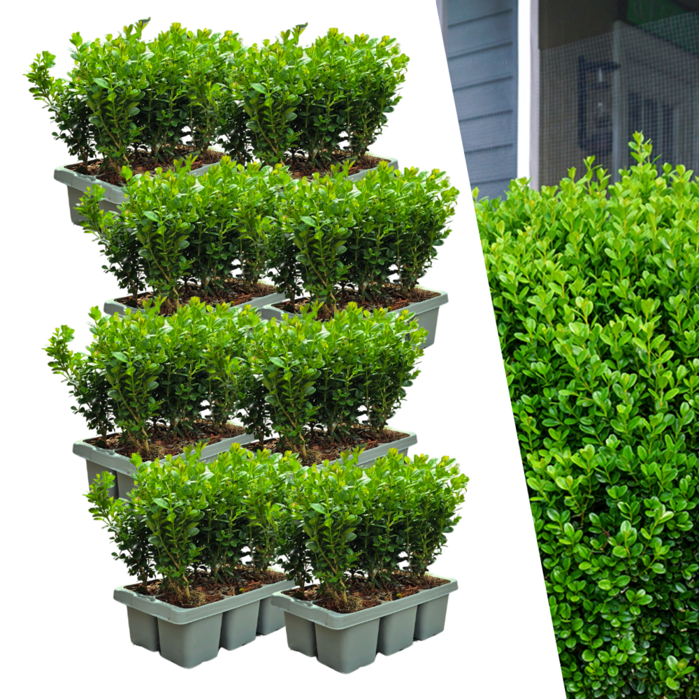 Lot de 8 - pack de 6 buxus newgen freedom - arbustes persistants résistants au froid - buis compact - h15 cm