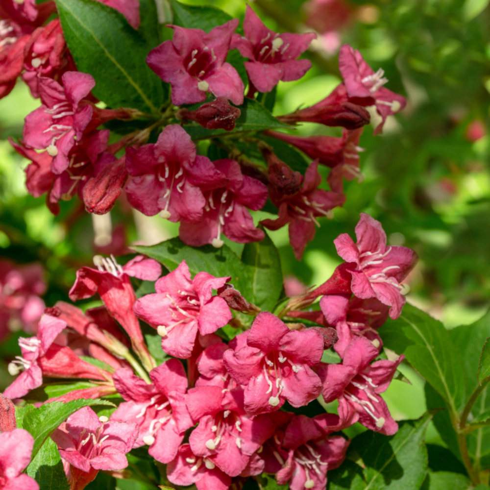 Weigela bristol ruby - weigela bristol ruby 50/60 cm pot 3l