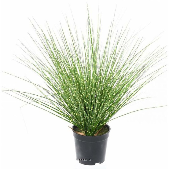 Fausse herbe miscanthus en touffe zébrée h 45 cm d 30 cm