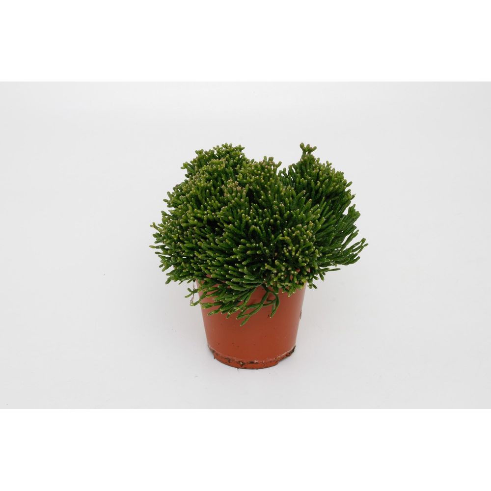 Hatiora salicorniodes - ø12cm - ↕15cm - plantes d'intérieur