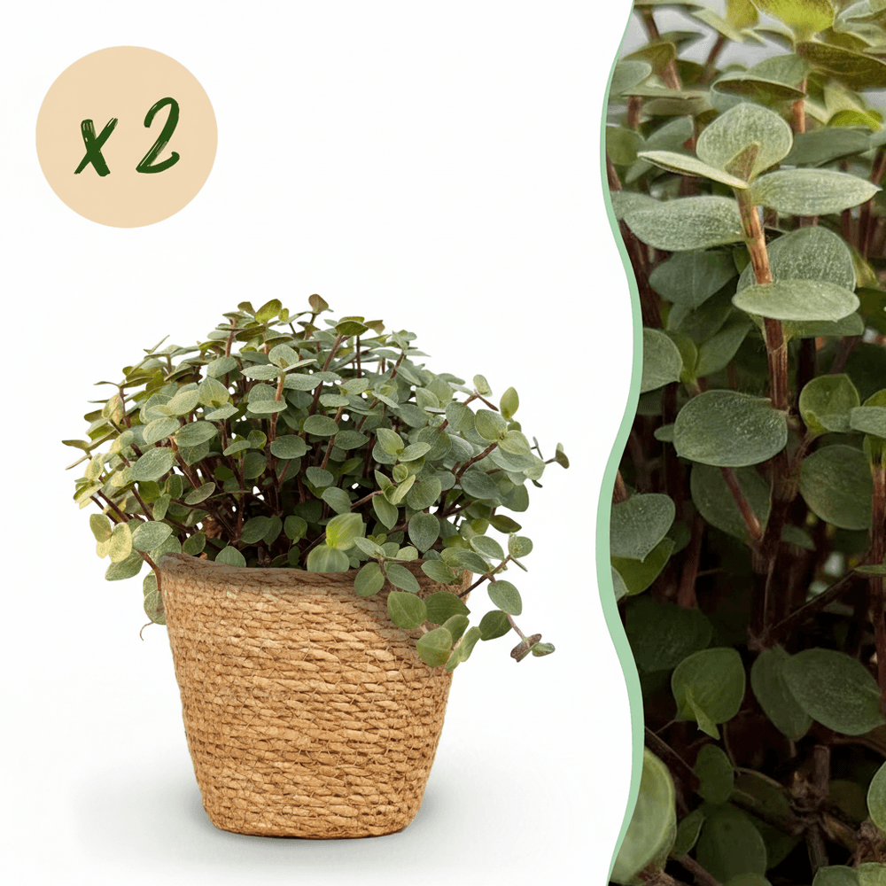 Calissia repens - pet-friendly - pot de 12cm - hauteur 17-20cm - plantes d'intérieur