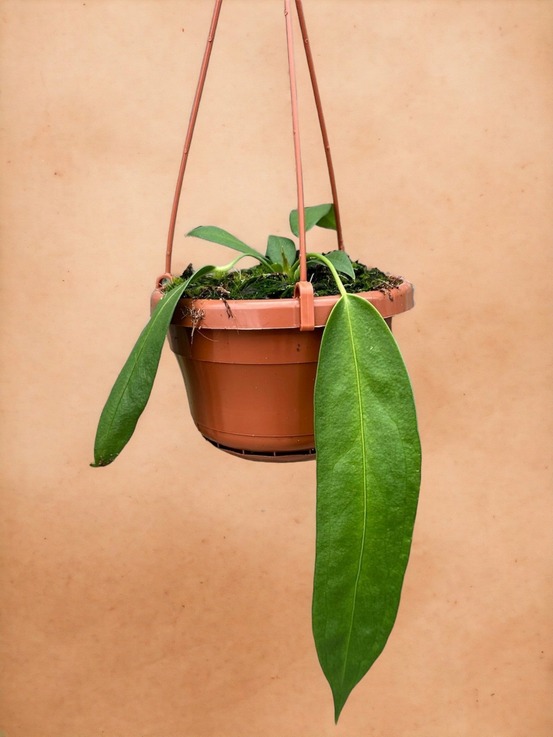 Anthurium wendlingeri