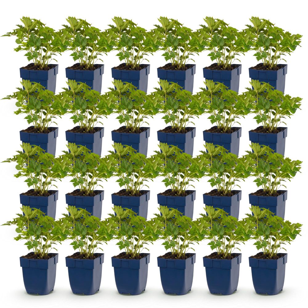 Astilbe 'pumila' - lot de 24 - pot 11 cm - hauteur 25 cm