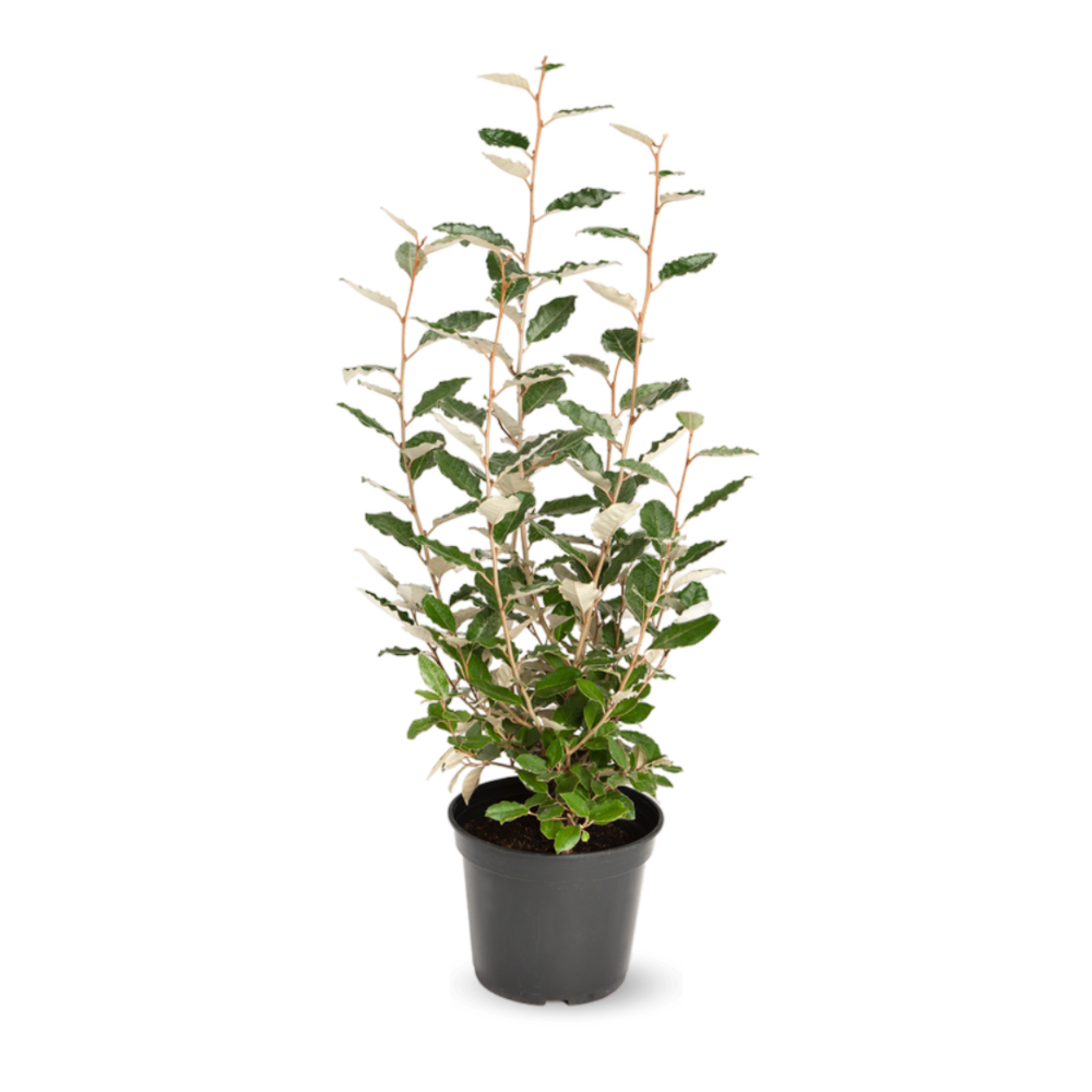 Eleagnus ebbingei - plantes de haies - ↕ 100-120 cm - ⌀ 22 cm - plante d'extérieur