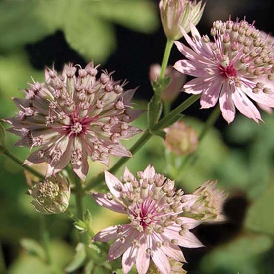 Grande astrance 'primadonna' godet de 8/9 cm